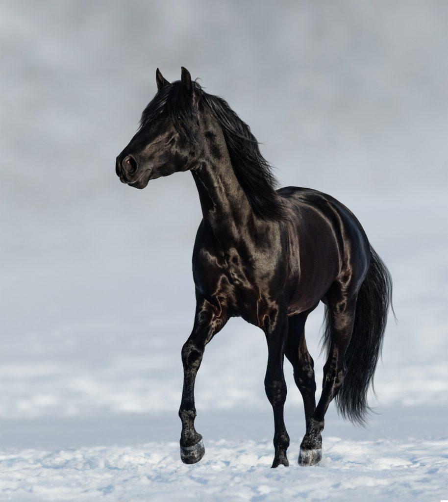 Black Andalusian horse trotting on snow meadow.