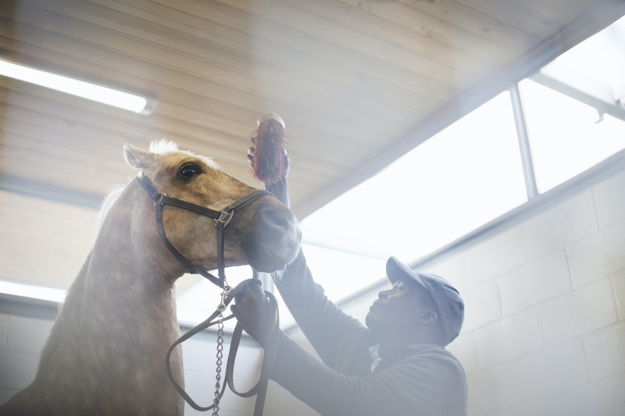 Kuskar i trav – licenser och kända namn